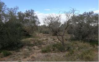 Finca rústica  Plaça de la palmera. Excelente oportunidad de adquirir en propiedad este terreno en v