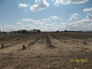 Rural plot  El cuervo ( viñedo jesus)