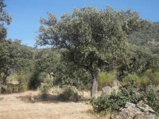 Finca rústica  Orellana. Finca en venta