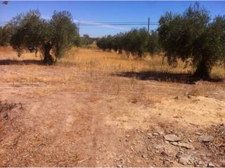 Finca rústica  Campanario. Terreno en venta