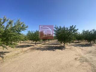 Finca rústica a Villanueva de la Serena. 2,2 has de almendros en plena producción.
