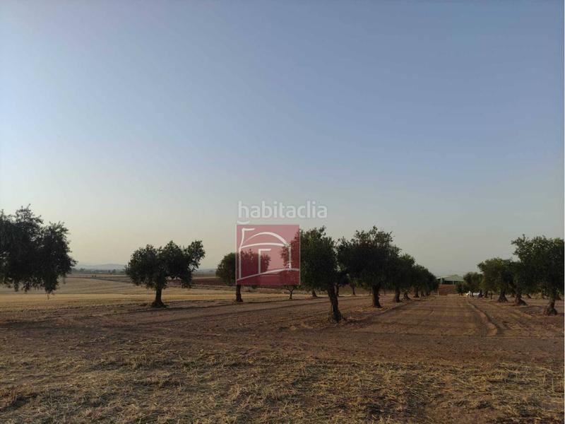 Foto 4bd62e54-2a1e-40d1-af15-78df45a809d7. Finca rústica finca rustica laborolivos en Villanueva de la Serena
