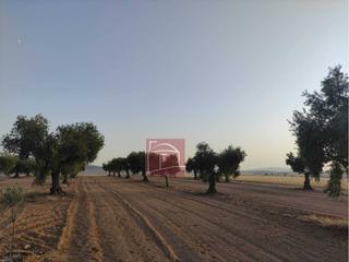 Finca rústica a Villanueva de la Serena. Finca rustica laborolivos