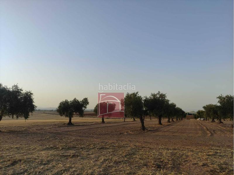 Foto a692633f-a2b5-4cd3-901b-c48946989210. Finca rústica finca rustica laborolivos en Villanueva de la Serena