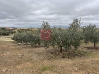 Finca rústica en Coronada (La). Olivar cercano a la coronada