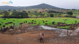 Finca rústica a Salvaleón. Finca de ganado muy cerca de salvaleon