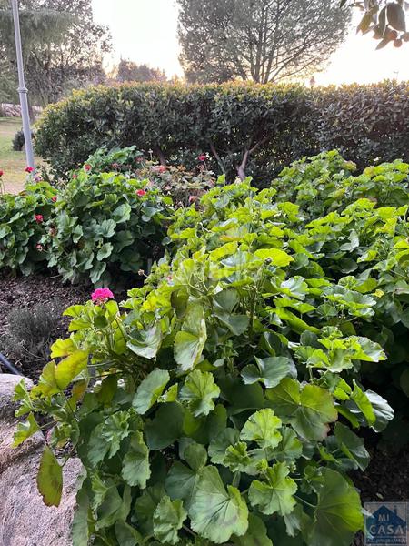 Foto 4f5f55c6-f4fb-40a9-b150-09149c021e70. Country house in Trujillanos