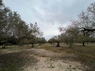 Mas à Roquetes. Finca rústica en roquetes.