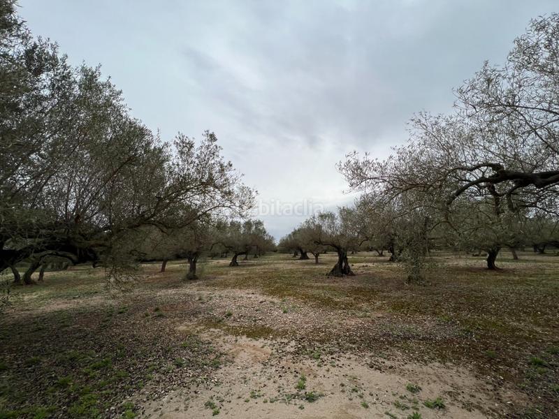 Foto 6ac791cb-d534-4081-9e48-c37c4e91156d. Country house in Roquetes