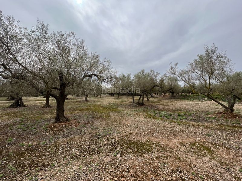 Foto aeca3ead-7ede-43a3-b824-bdea98b47d4e. Masia a Roquetes