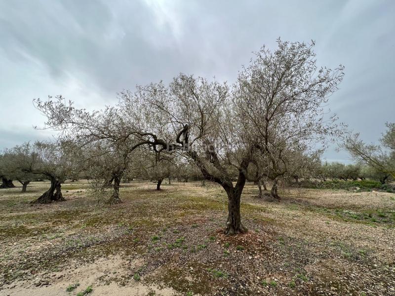 Foto ba5b9805-0c3a-4da9-878f-9a98e9c71b39. Country house in Roquetes