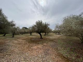 Masia a Roquetes. Finca rústica con plantada de olivos.
