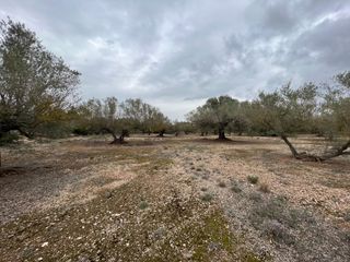 Mas à Roquetes. Finca rústica con plantada de olivos.