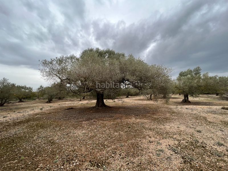 Foto 8fa306f4-87c7-438b-b6b6-cccdede75a01. Masia a Roquetes