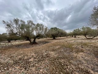 Masía en Roquetes. Finca rústica con plantada de olivos.