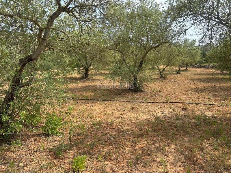 Foto 6dd560b8-63e1-491d-bc72-88ed6371e377. Propriété dans Freginals