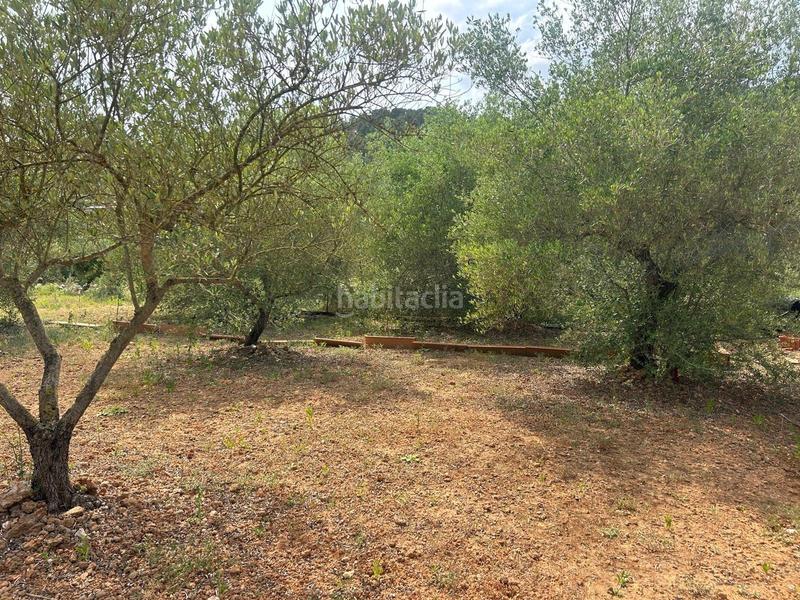 Foto caff180c-f324-421d-bdd8-3ebd1a0c5652. Propriété dans Freginals