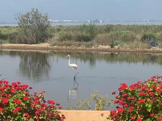 Chalet à Eucaliptus - Poble Nou del Delta. Chalet en venta camí del traves.