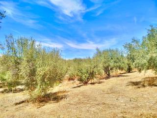 Rural plot in Periana. Terreno urbano en primera línea con vistas al pantano de la viñu
