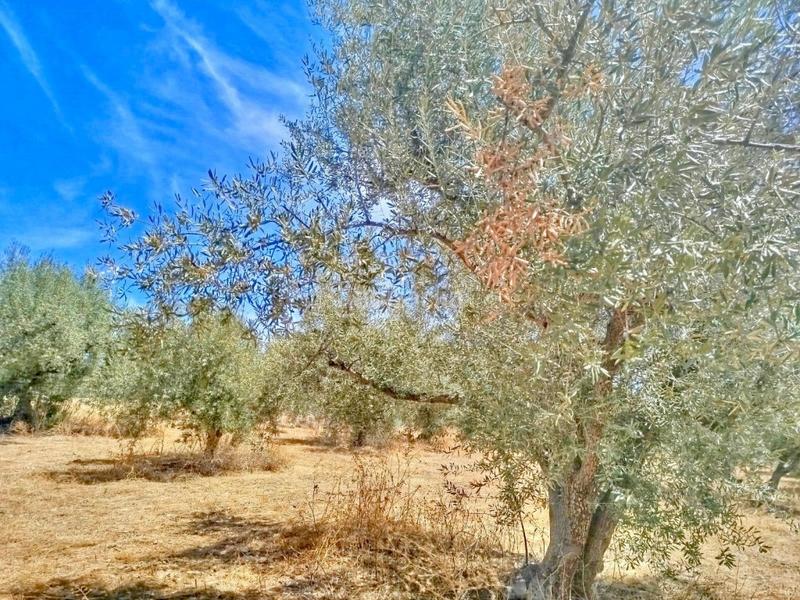 Foto b17382e8-854a-4e03-9919-cf271cf56d36. Finca rústica terreno urbano en primera línea con vistas al pantano de la viñuela en Periana