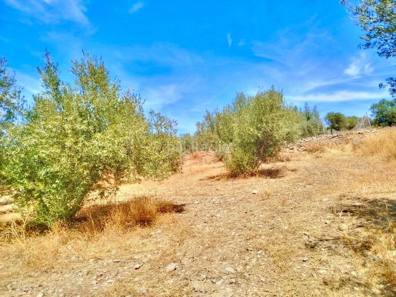 Foto cf194984-a93b-4153-a978-c69120db554b. Finca rústica terreno urbano en primera línea con vistas al pantano de la viñuela en Periana