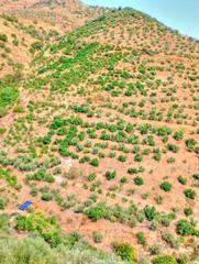 Rural plot in Borge (El). Venta de terreno agrícola en el borge