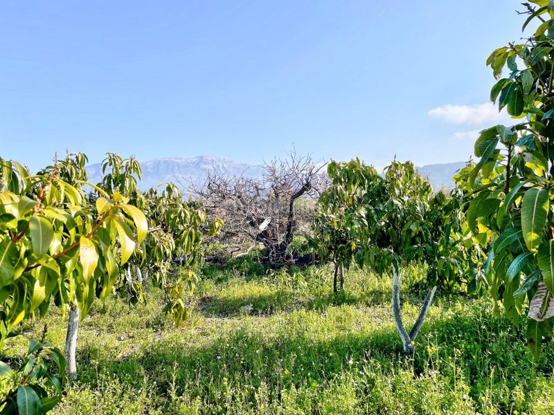 Foto f4d6ff67-f797-47f9-afce-9eb8c836bf28. Masia amb aparcament a Norte - Barrio del Pilar - El Reñidero Vélez - Málaga