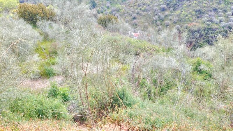 Foto 5112e348-3e57-4eea-afd3-7d74674c61a6. Finca rústica a Comares