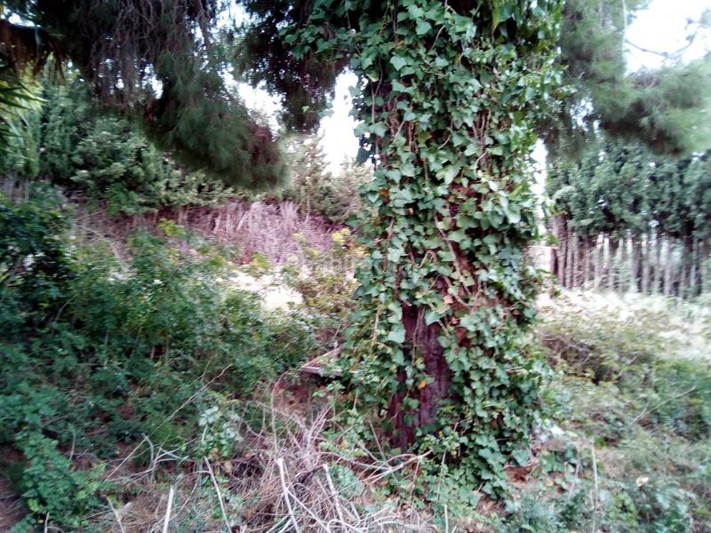 Foto e440139c-5184-43c6-ba3e-f4f70899f0f2. Terreno residenziale in Segur de Calafell nucli urbà Segur de Calafell