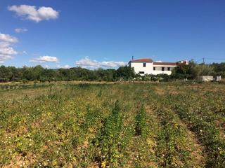 Country house in Bonavista. Masia del 1960 con 39000m2 de terreno agricola al lado del mar d