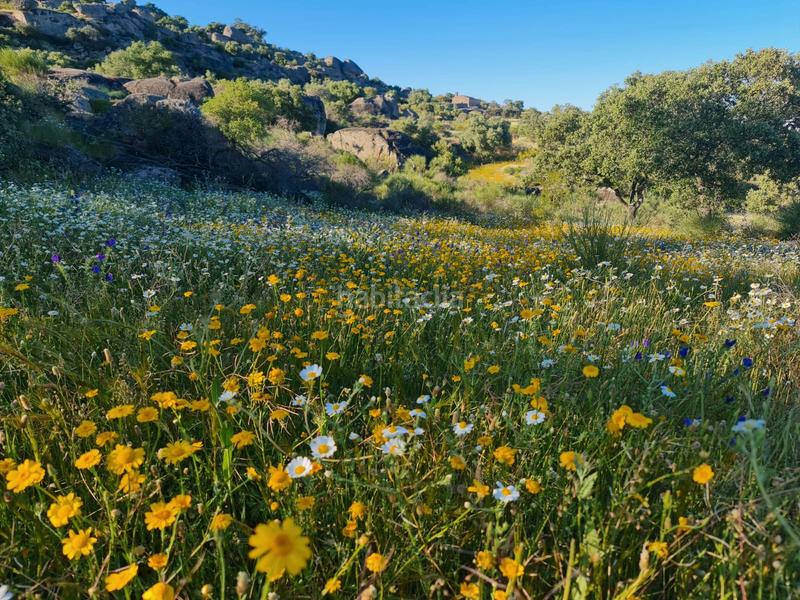 Foto 3922a2ff-5433-4caf-be64-9ae7e7e1074f. Landgut in Navas del Madroño