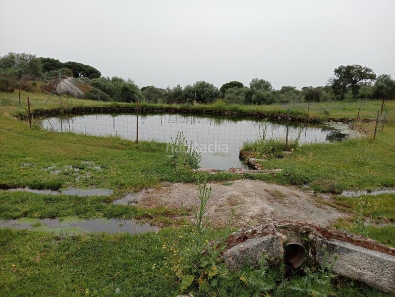 Foto c4583e0d-9375-4c1d-bb61-4fed6a6e255d. Landgut in Navas del Madroño