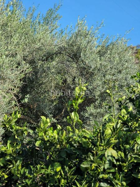 Foto 47843af3-525f-42d8-96e3-cb3f2b907f51. Terreno residencial terreno urbano en venta en Monteagudo. en Murcia