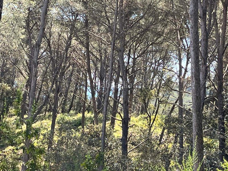 Foto 36dbea3e-f877-4b91-b208-03d6b9505df6. Terreno residencial en Tamariu