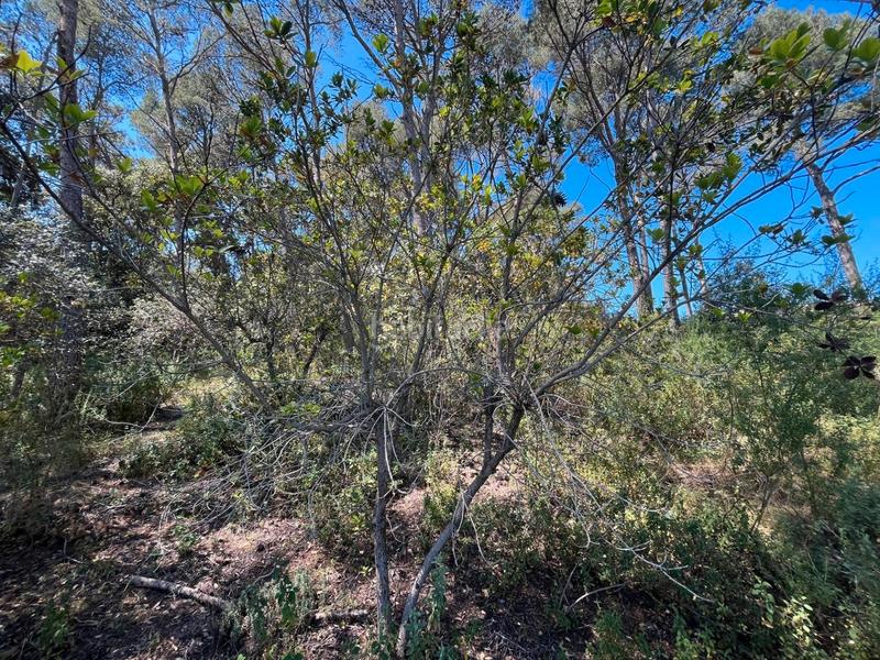 Foto bc442c05-c78d-47e4-affe-336ebca7f4f9. Terreno residencial en Tamariu