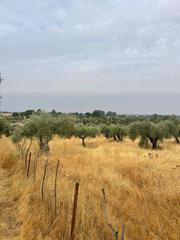 Finca rústica en Millanes, spain. Terreno los castaños en millanes, cáceres, extremadura