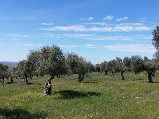 Finca rústica a 06430 zalamea de la serena, spain. Finca de 70 hectáreas con 5.000 olivos centenarios en el corazón