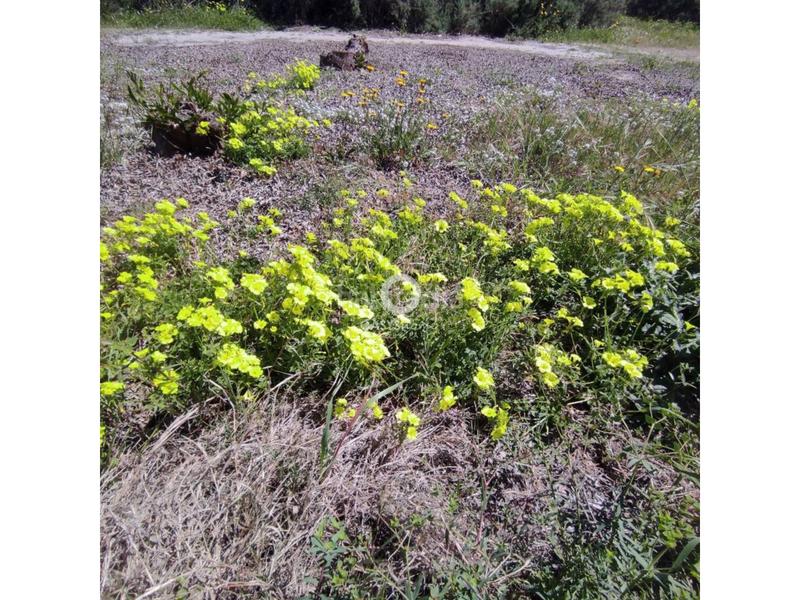 Foto 3247b74d-3d6a-4830-9977-f3e4a46ff9e6. Appartement dans plaza bohemia 3 dans Zona Galúa - Calnegre Manga del Mar Menor (La)