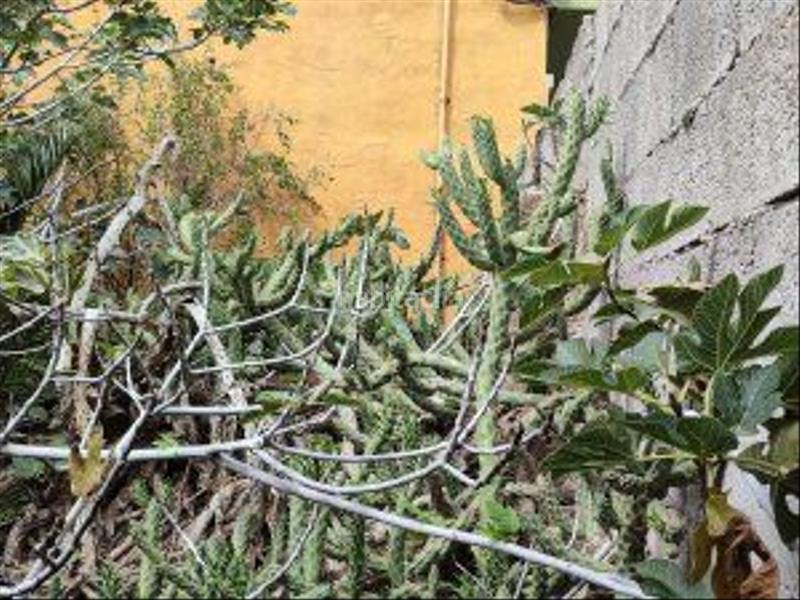 Foto 206bbafe-df4a-4064-a3aa-77533bac8563. Haus in Gáldar pueblo Gáldar