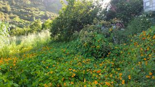 Rural plot in Calle el chorrito 22