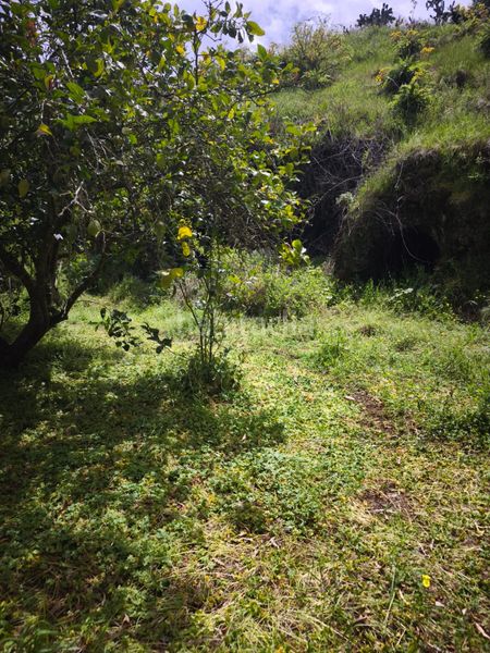 Foto 2eb30d96-e7ab-4a45-960d-848be2ebfacd. Finca rústica a Moya
