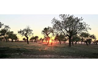 Lloguer Finca rústica a Alòs de Balaguer. Venda finca rústica a santa maria de montmagastrell