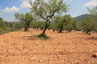 Terreno residenziale in Albocàsser