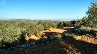 Finca rústica en Cálig. Parcela entre calig y sant jordi