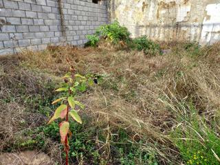 Terreno residenziale in Casco Antiguo