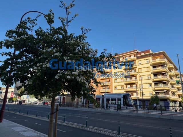 Foto 07434b71-94d4-4be1-9954-d93368dfc10d. Pis a La Buhaira Sevilla