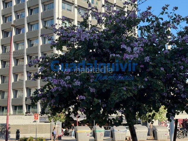 Foto 1b5af171-bf2c-47c6-a128-f0a83775b579. Pis a La Buhaira Sevilla