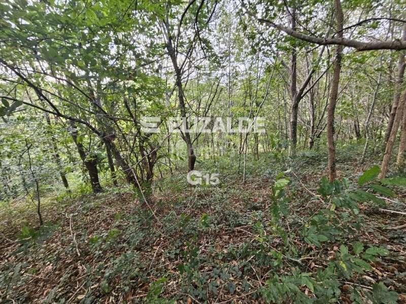 Foto 5b2dc6f4-f8c8-43ab-9c5d-5d7fb93e3c9b. Rural plot in Oiartzun