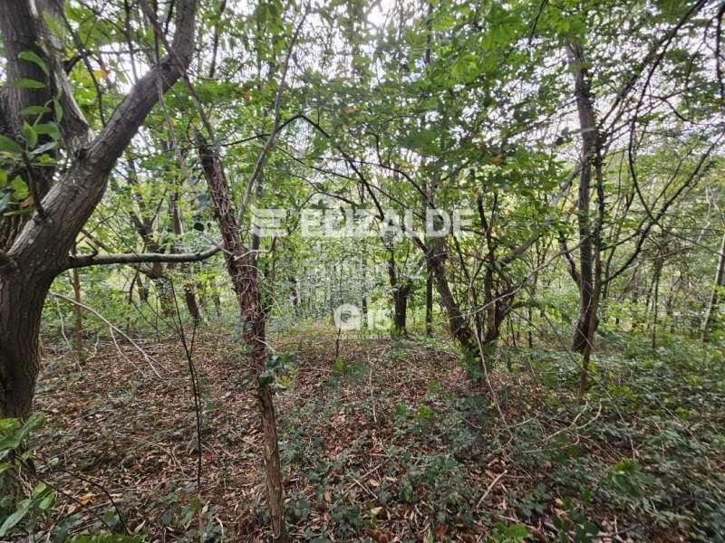 Foto bf97a748-09d5-4c61-a6ba-1204b250c977. Rural plot in Oiartzun