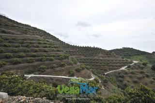 Terreny residencial  Avenida juan carlos i. Referencia f671. finca de 94.000m2 que dispone de 1140 aguacates